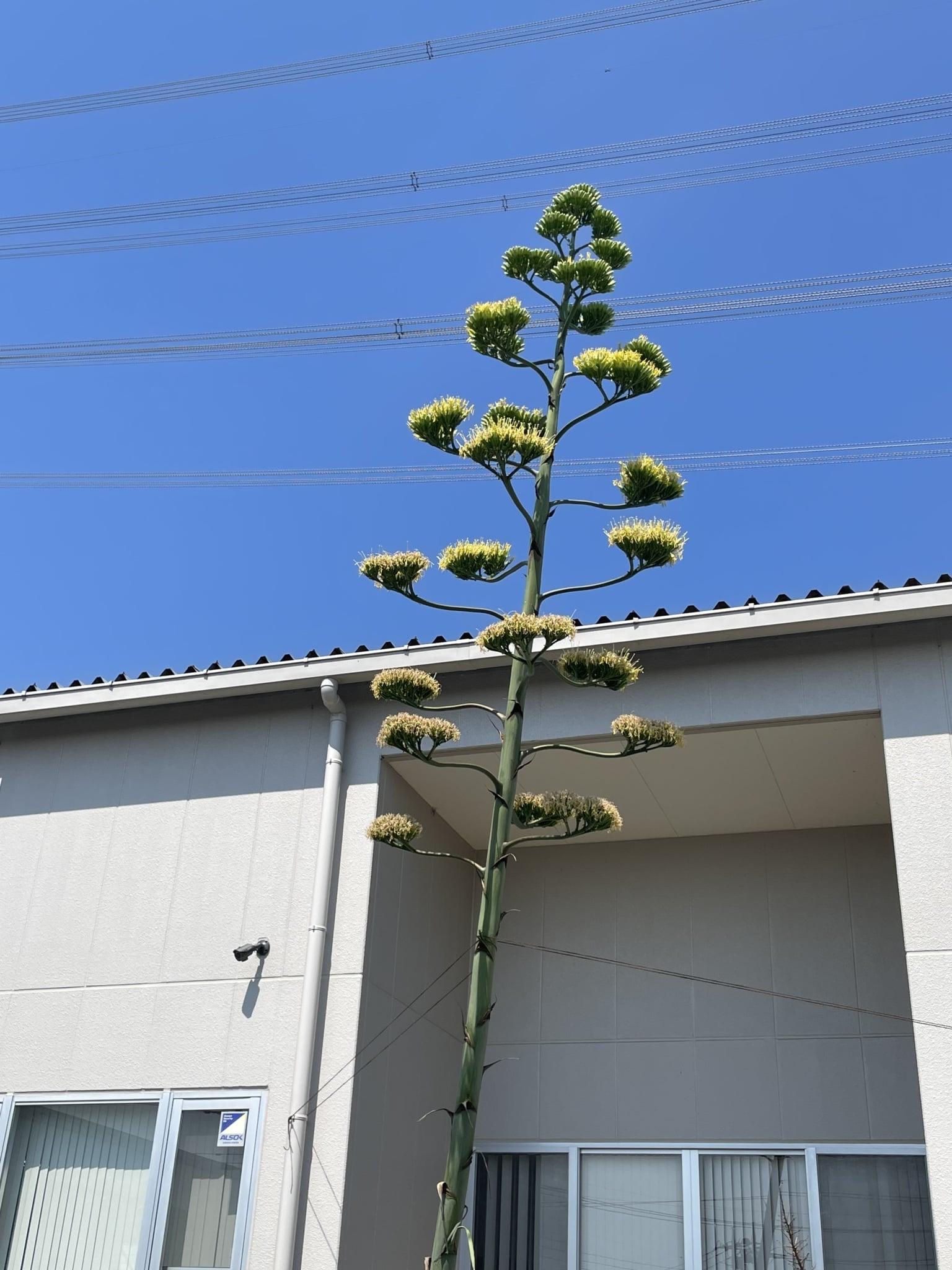 群馬テレビでリュウゼツランが紹介されました